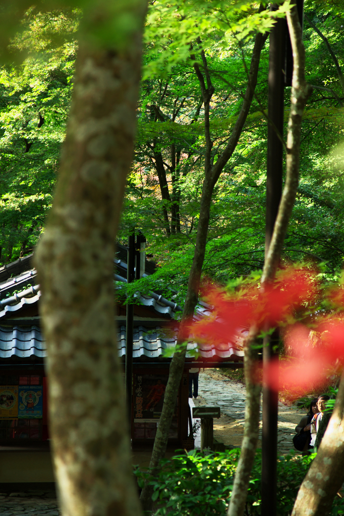 滋賀・金剛輪寺