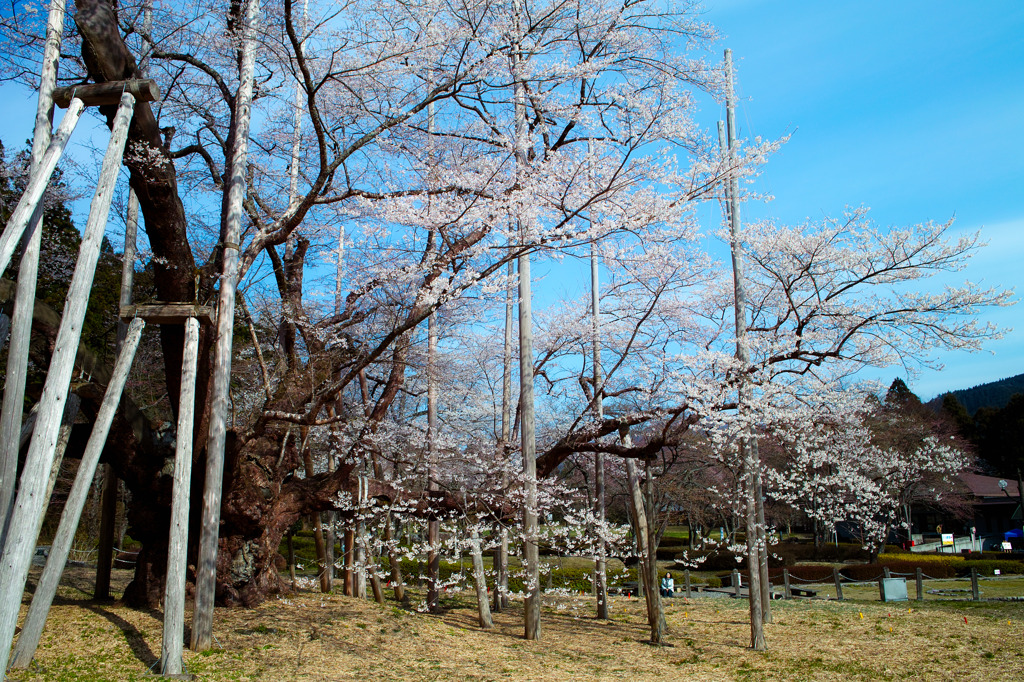 岐阜 薄墨桜