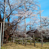 岐阜 薄墨桜