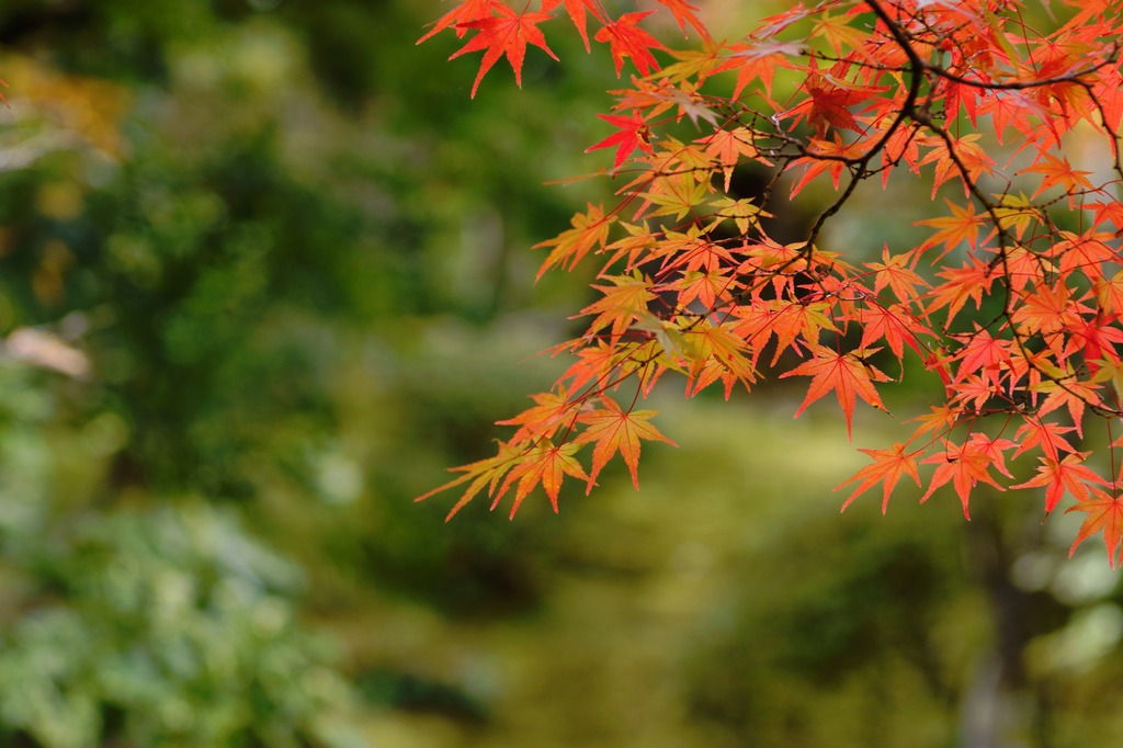 百済寺