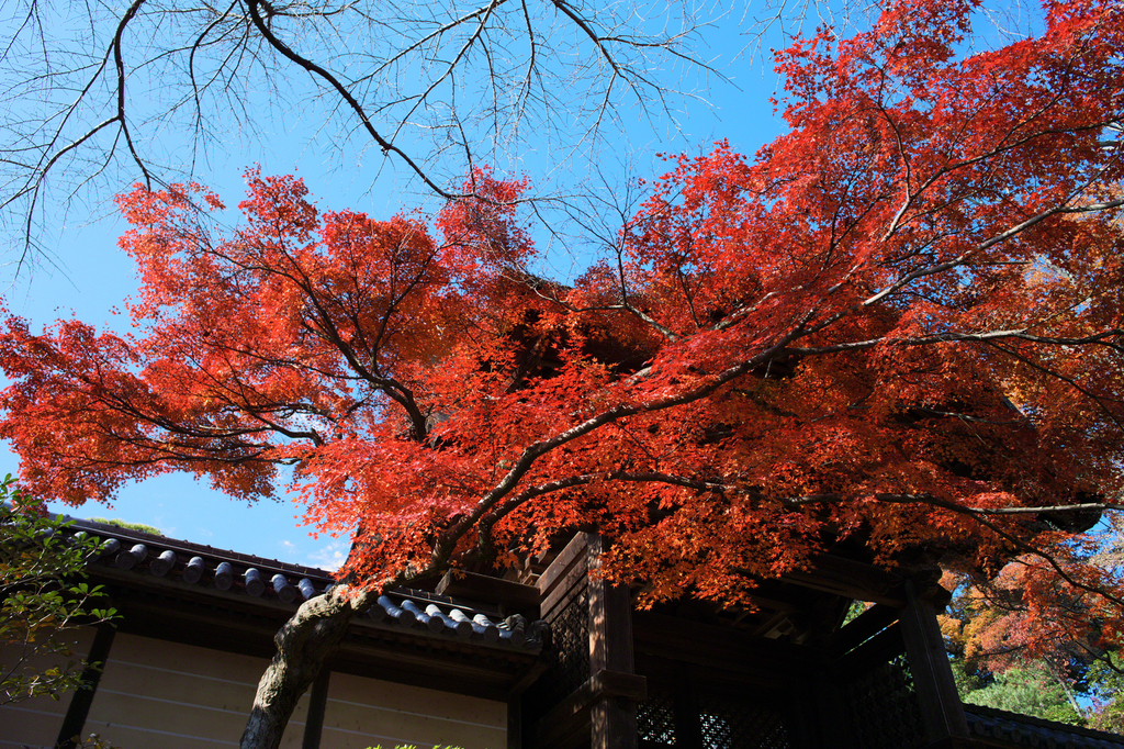 光明寺