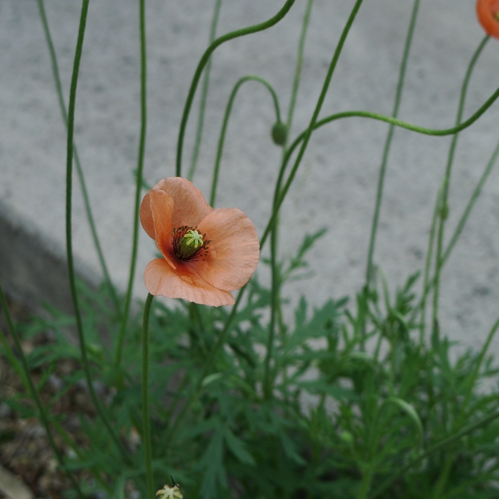 P1020591