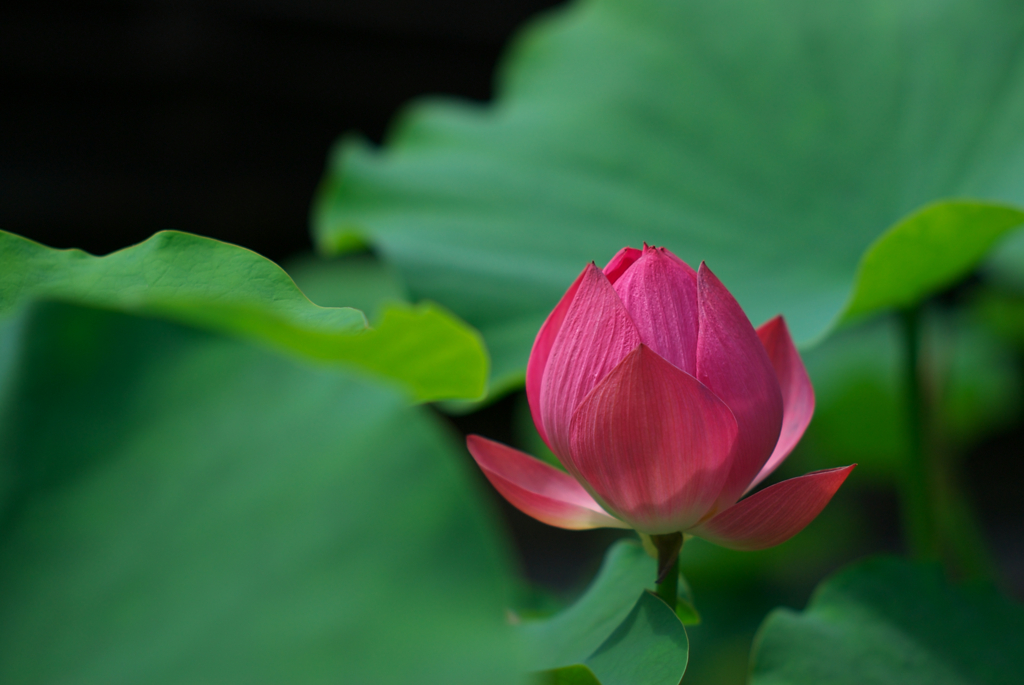 三室戸寺にて