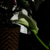 P1020196