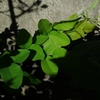 P1020644