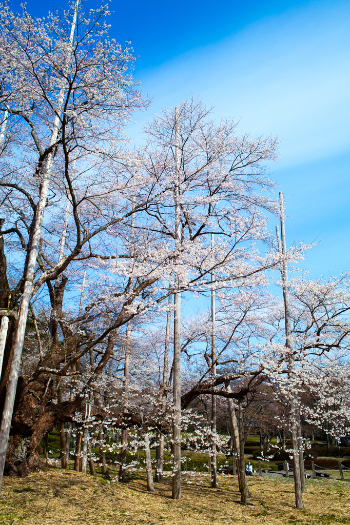 岐阜 薄墨桜