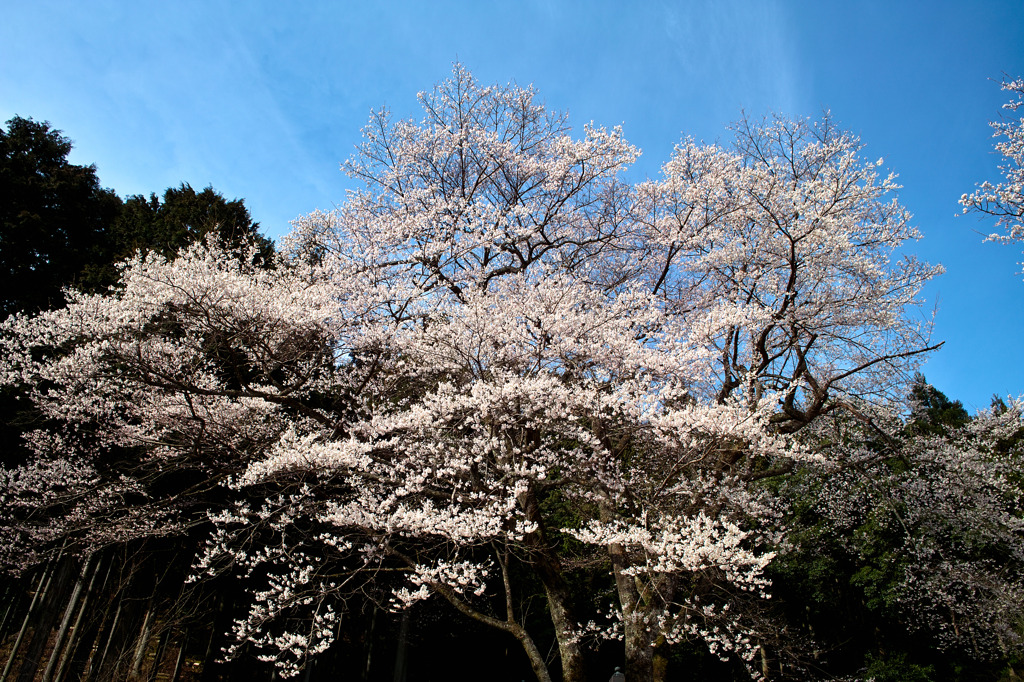 岐阜 薄墨桜