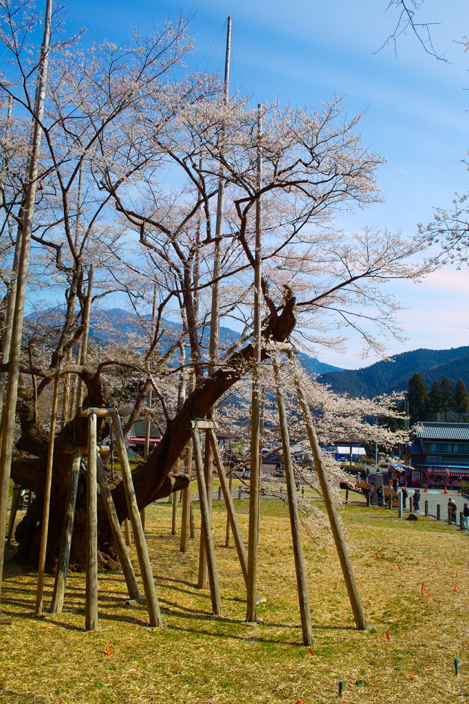 岐阜 薄墨桜