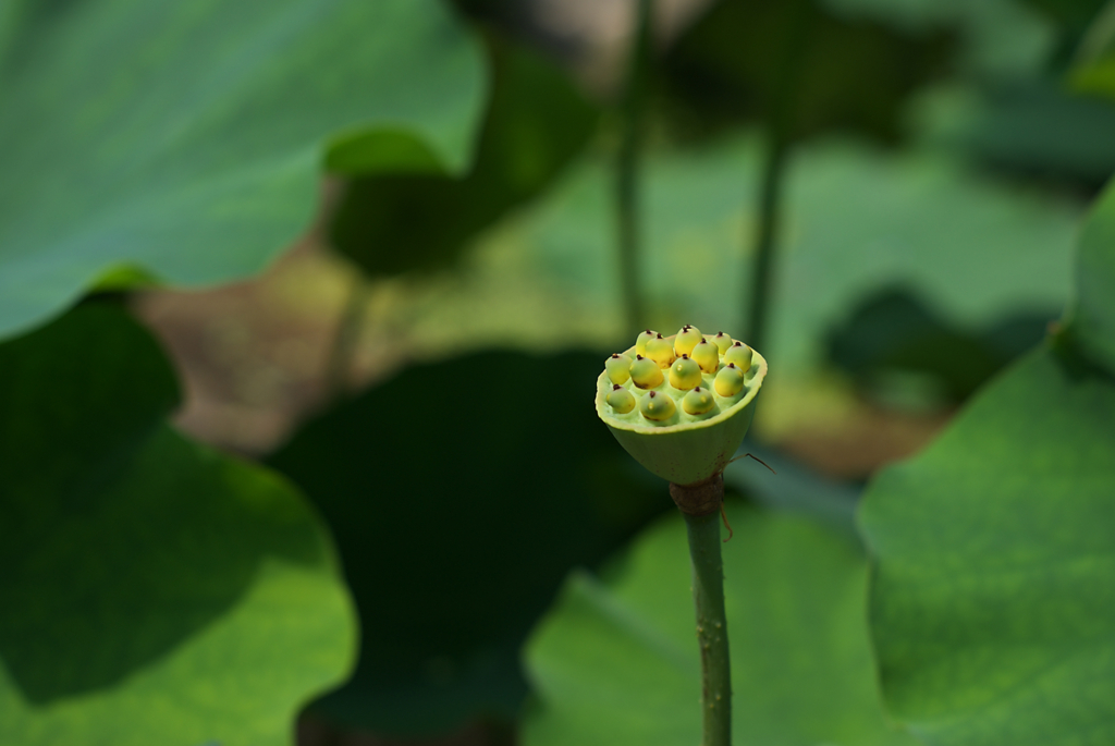 三室戸寺にて