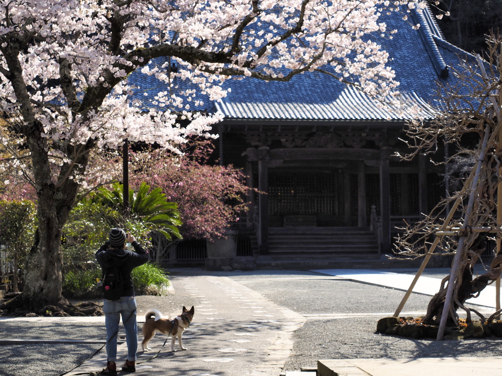 鎌倉花姿（妙本寺）