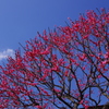 紅梅盛ん（二伝寺）