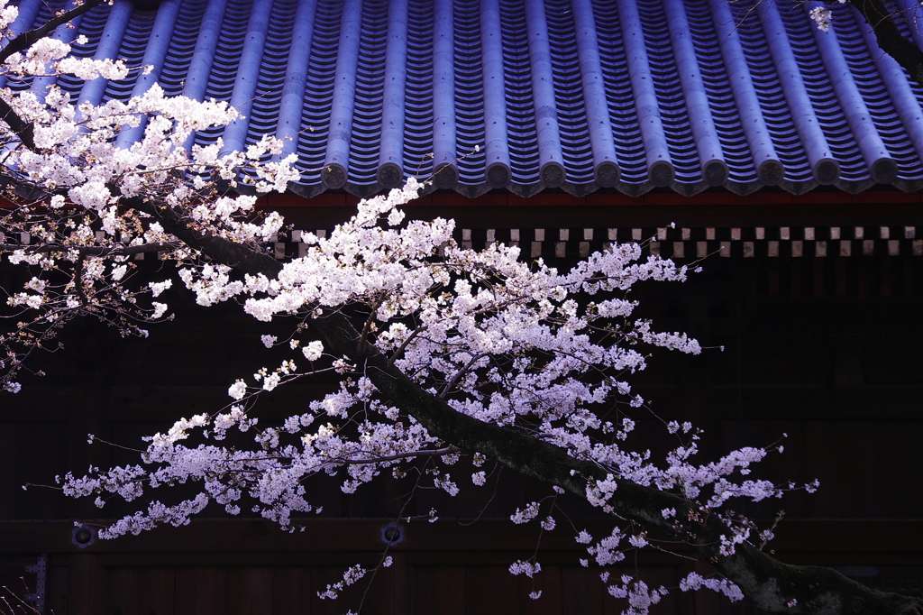 桜姿8（寛永寺）