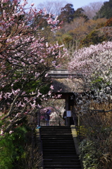 春爛漫（東慶寺）