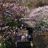 春爛漫（東慶寺）