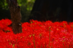 鎌倉秋の花情報（曼珠沙華：ご参考）