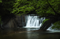 水鳥とけ込む