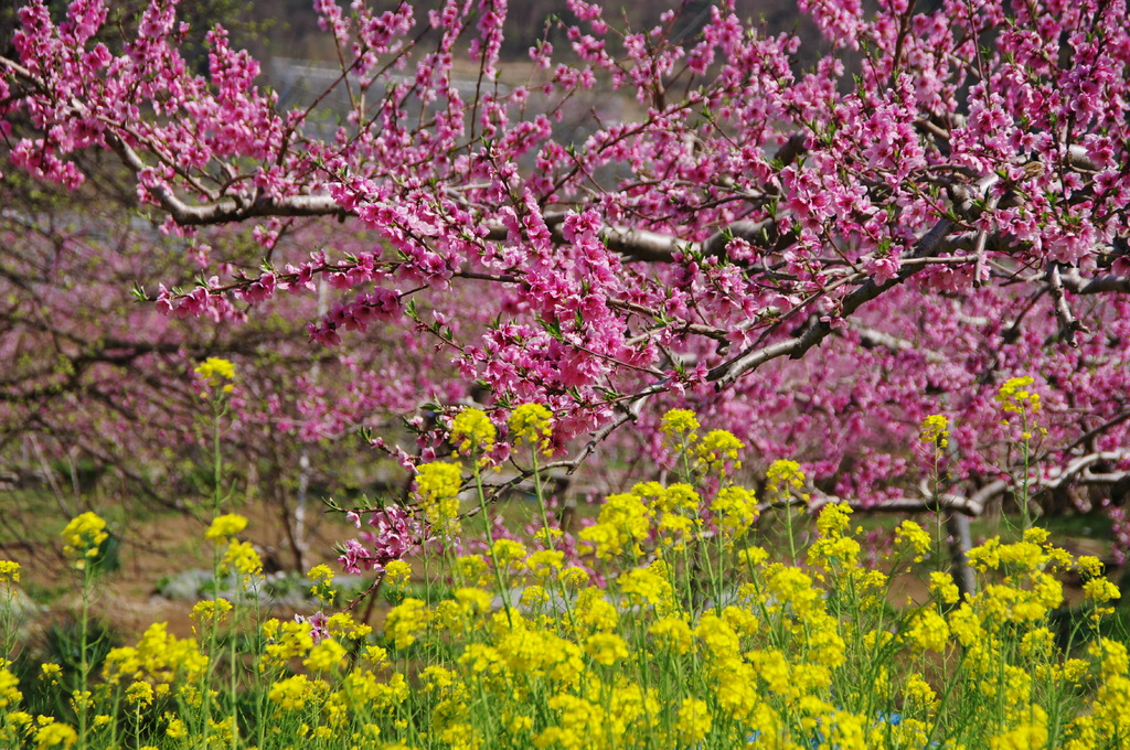 菜の花や　桃の姿を　引き立てん