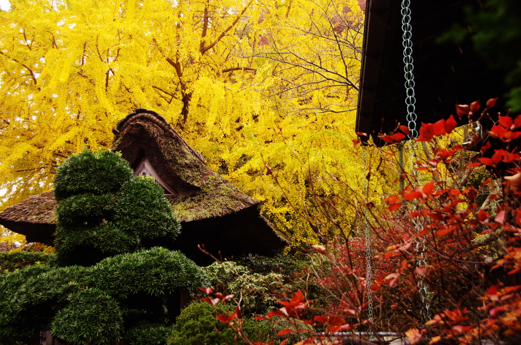 201011報国寺黄と紅と