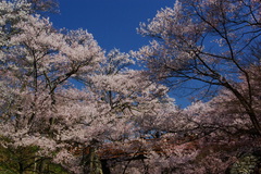 見上げる桜雲橋高遠(2007/4-Ⅲ）