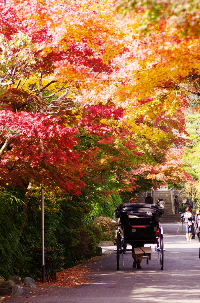 鎌倉紅葉情報Ⅲ（海蔵寺1）