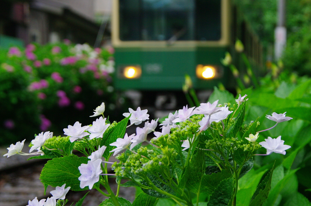 20080608江ノ電と紫陽花