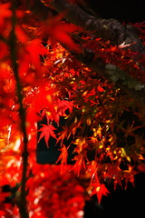 2007秋紅葉8