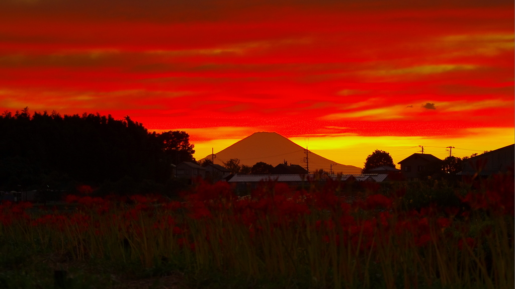 小出川曼珠沙華暮情 By おおねここねこ Id 写真共有サイト Photohito