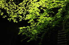 緑楓滝