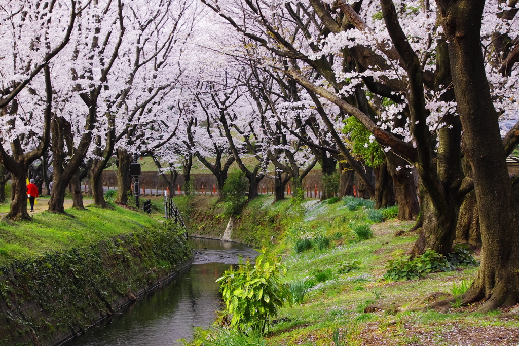 桜姿5（引地川）