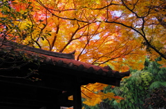 名残の紅葉Ⅲ（見上げれば：瑞泉寺）