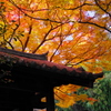 名残の紅葉Ⅲ（見上げれば：瑞泉寺）