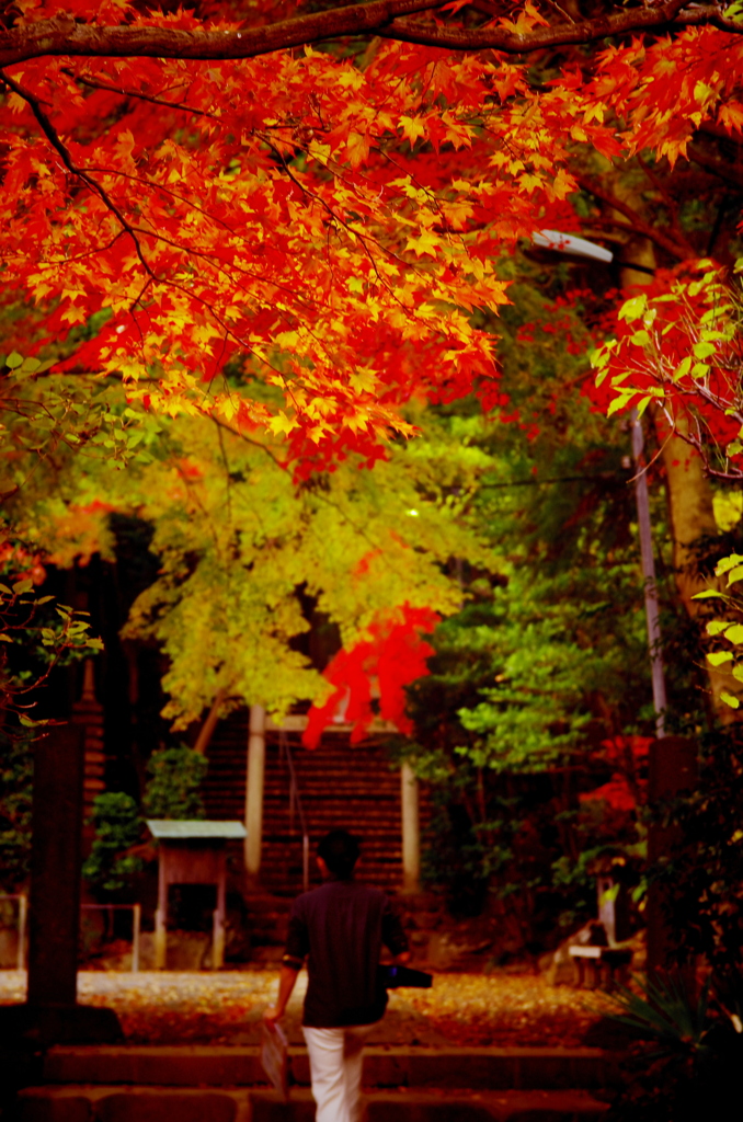 2012年紅葉情景（染まる参道：箱根板橋秋葉山神社)