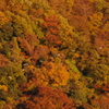 紅と白と