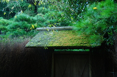 鎌倉秋色情報Ⅵ（東慶寺）