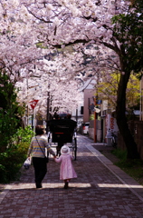 鎌倉　春　街中桜
