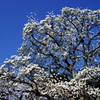 春告げの白木蓮（北鎌倉円覚寺）