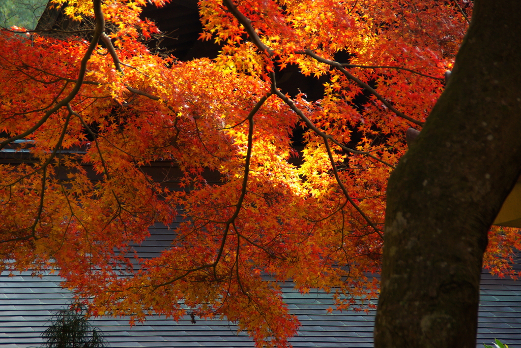 2007秋紅葉瑞泉寺