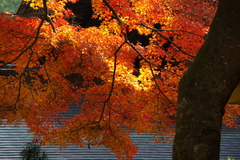 2007秋紅葉瑞泉寺