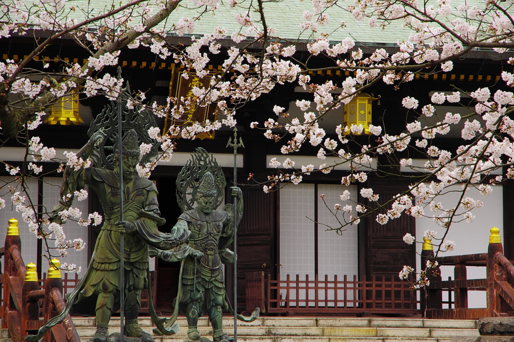 桜姿3（長勝寺）