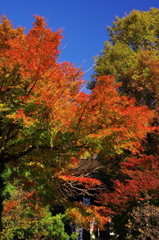 2012年紅葉情景（華ひらく：杉本観音）