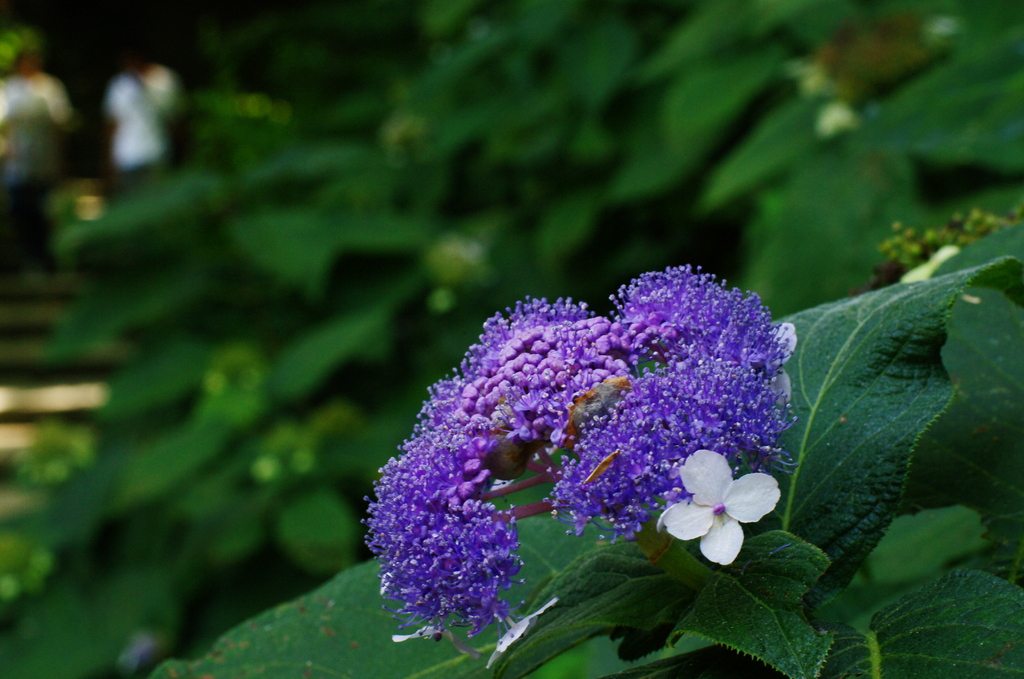 玉紫陽花（たまあじさい）