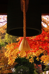 鎌倉紅葉情報Ⅳ（海蔵寺）