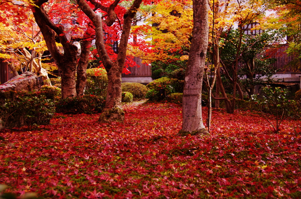 201011紅敷き詰め　圓光寺