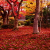 201011紅敷き詰め　圓光寺