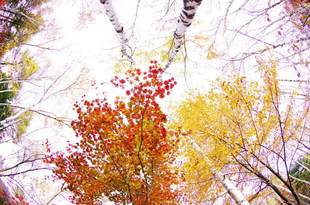 紅絹（もみ）出づる