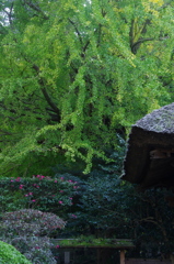 報国寺秋景色