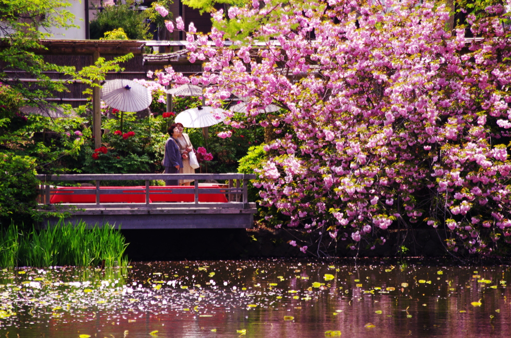 鶴岡八幡宮　牡丹・八重桜　GW直前鎌倉花情報