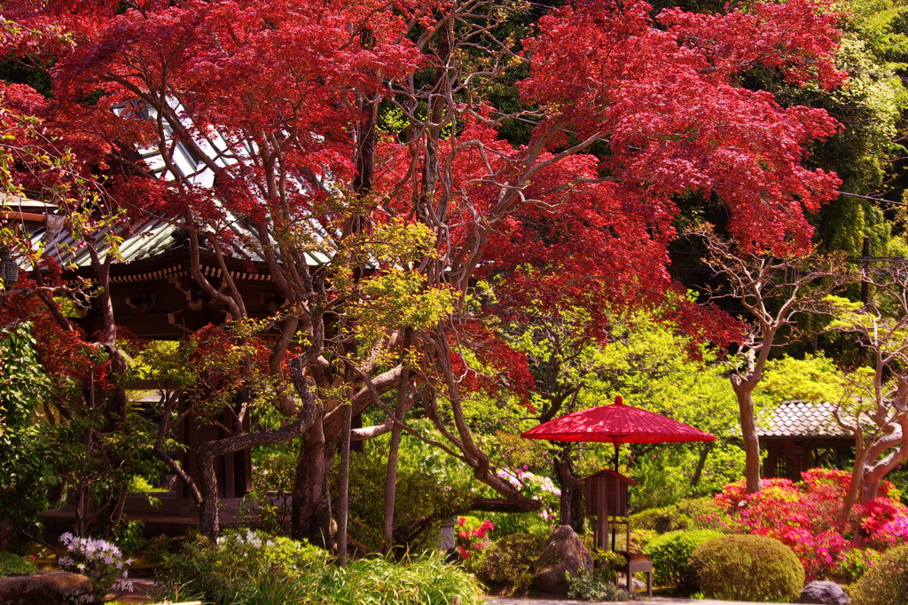 海蔵寺（かいぞうじ）　つつじ・もみじ　GW直前鎌倉花情報