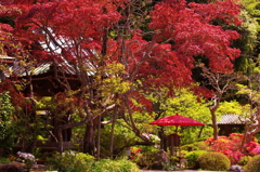海蔵寺（かいぞうじ）　つつじ・もみじ　GW直前鎌倉花情報