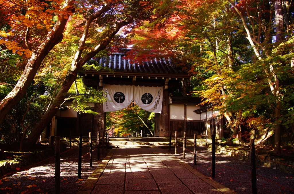 紅見えて（2010/11撮影　京都光明寺）